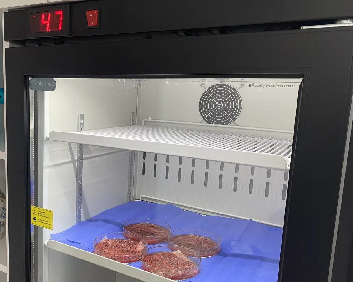 Hair grafts in petri dishes with lactated Ringer's solution inside a medical refrigerator at EsteQuality, Istanbul